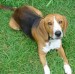 harrierbeaglecharlielw2eb6.jpg